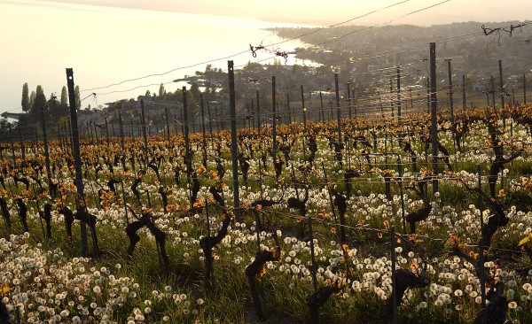 Vignoble lausanne©Godet_3459